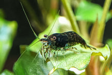 Lade das Bild in den Galerie-Viewer, Schwarze Sakura Garnele / Black Rose | Neocaridina davidi &quot;Black Sakura&quot;
