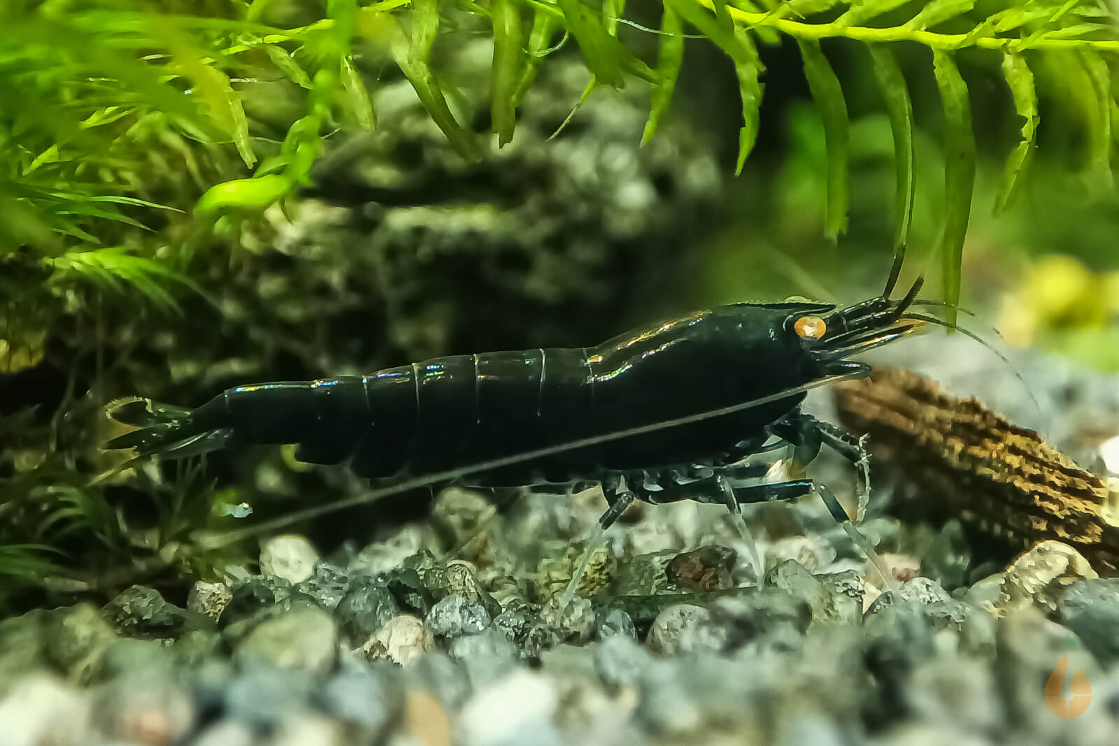 Schwarze Tigergarnele OE / Schwarze Tiger Garnele | Caridina Mariae 