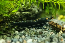 Lade das Bild in den Galerie-Viewer, Schwarze Tigergarnele OE / Schwarze Tiger Garnele | Caridina Mariae &quot;Black&quot;
