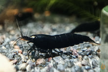 Lade das Bild in den Galerie-Viewer, Schwarze Tigergarnele OE / Schwarze Tiger Garnele | Caridina Mariae &quot;Black&quot; im Nano Aquarium
