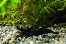 Lade das Bild in den Galerie-Viewer, Schwarze Tigergarnele OE / Schwarze Tiger Garnele | Caridina Mariae &quot;Black&quot; im Aquarium
