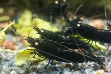 Lade das Bild in den Galerie-Viewer, Schwarze Tigergarnelen OE / Schwarze Tiger Garnelen | Caridina Mariae &quot;Black&quot;
