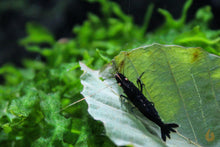 Lade das Bild in den Galerie-Viewer, Schwarze Tigergarnele OE / Schwarze Tiger Garnele | Caridina Mariae &quot;Black&quot; auf einem grünen Buchenblatt
