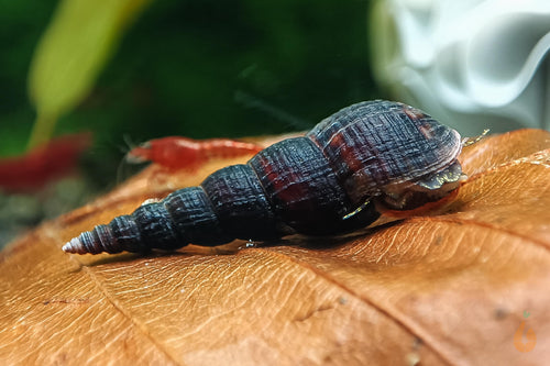 Schwarze Turmdeckelschnecke | TDS schwarz | Melanoides maculata