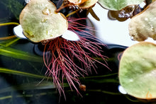 Lade das Bild in den Galerie-Viewer, Schwimmende Wolfsmilch | Phyllanthus fluitans | In Vitro Schwimmpflanze Schwimmwurzeln
