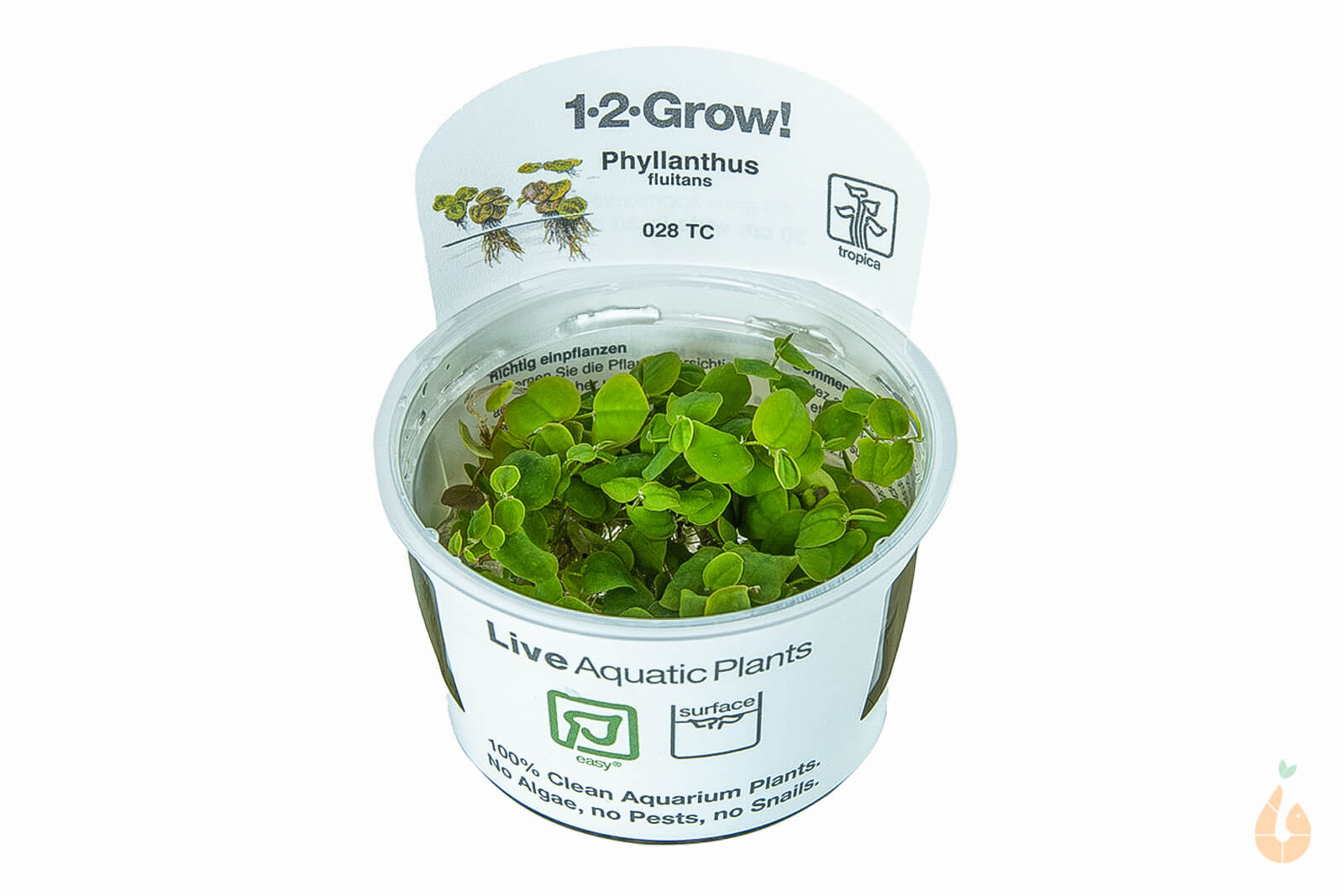 Schwimmende Wolfsmilch | Phyllanthus fluitans | In Vitro Schwimmpflanze