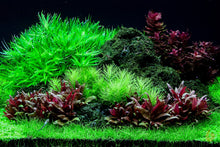 Lade das Bild in den Galerie-Viewer, Seegrasblättriges Trugkölbchen | Heteranthera zosterifolia | Aquascaping Aquarium
