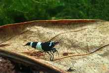 Lade das Bild in den Galerie-Viewer, Panda mini Garnele auf einem Seemandelbaumblätter / Catappa Blätter für das Aquarium
