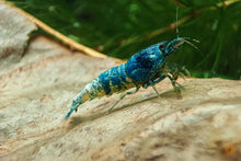 Lade das Bild in den Galerie-Viewer, Blue Bolt mini Garnele auf einem Seemandelbaumblätter / Catappa Blätter für das Aquarium
