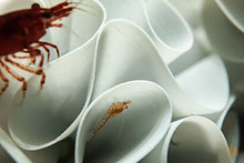 Lade das Bild in den Galerie-Viewer, 5er Set Baby Shrimp Shelter | Garnelen Unterschlupf mit Bloody Mary mini Garnelen im Aquarium
