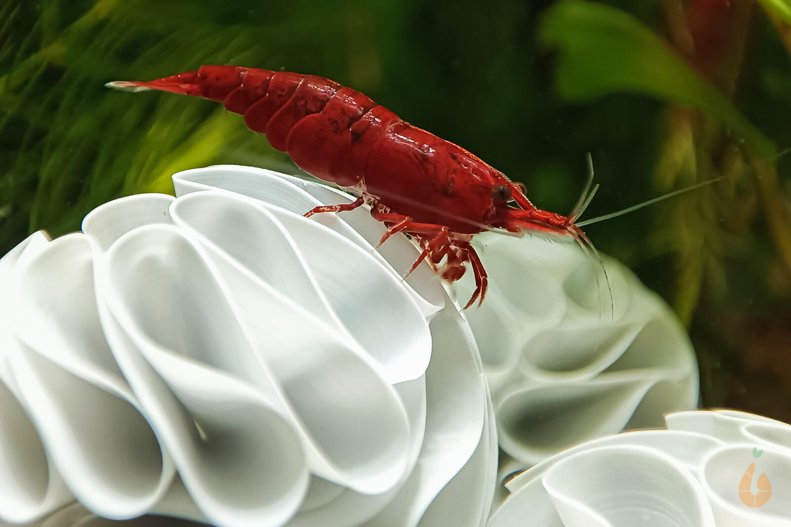 Baby Sole Garnelennetz – 5 Stück, Ultrafein, 16,5 Cm Länge, Für Aquarien & Aufzucht