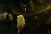 Lade das Bild in den Galerie-Viewer, Spitzschlammschnecke - Yoda Schnecke | Lymnaea stagnalis frisst eine weiße Hydra / Süßwasserpolyp
