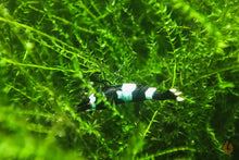 Lade das Bild in den Galerie-Viewer, Ufermoos / Stringy Moos | Leptodictyum riparium mit einer schwarz / weißen Panda Zwerggarnele
