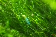 Lade das Bild in den Galerie-Viewer, Ufermoos / Stringy Moos | Leptodictyum riparium | In Vitro Aquariummoos mit einer Blue Bolt Garnele
