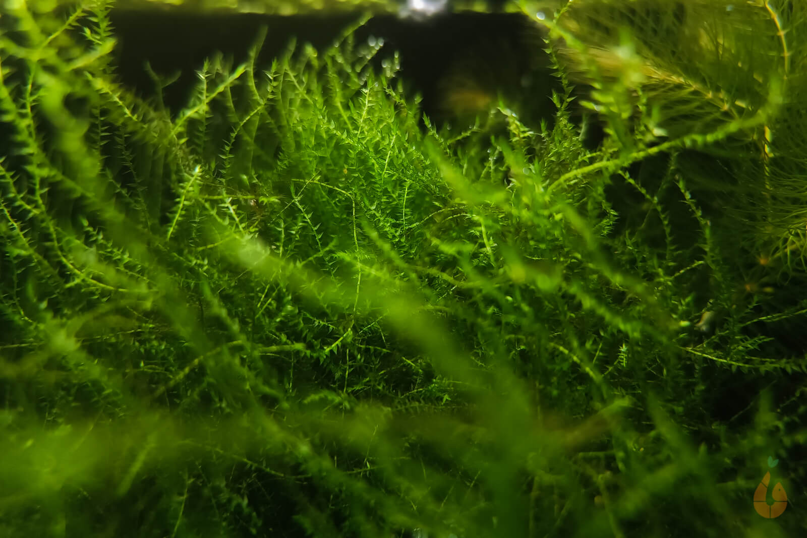 Ufermoos / Stringy Moos | Leptodictyum riparium im Nano Aquarium