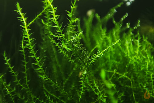 Ufermoos / Stringy Moos | Leptodictyum riparium | In Vitro Aquariummoos