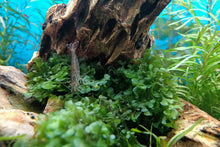 Lade das Bild in den Galerie-Viewer, Süßwassertang / Süßwasser Tang | Lomariopsis lineata im Aquarium
