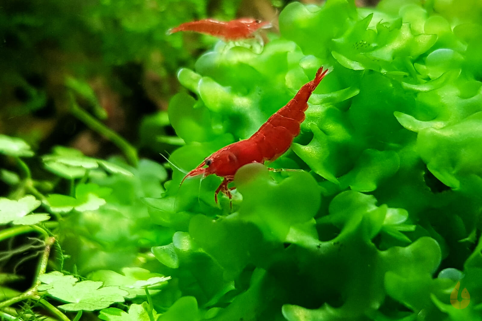 Süßwassertang / Süßwasser Tang | Lomariopsis lineata mit einer roten Sakura Garnele im Aquarium