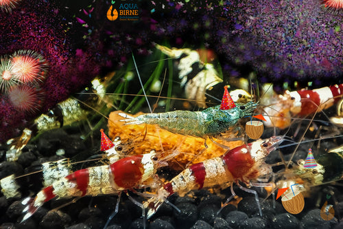 Taiwan Bienen Garnelen Party-Mix | Bunte Farbmischung | Caridina sp. | 10 Stück
