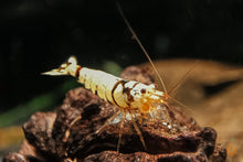 Lade das Bild in den Galerie-Viewer, Taiwan Bienen Mischer | Kreuzung | Caridina sp.
