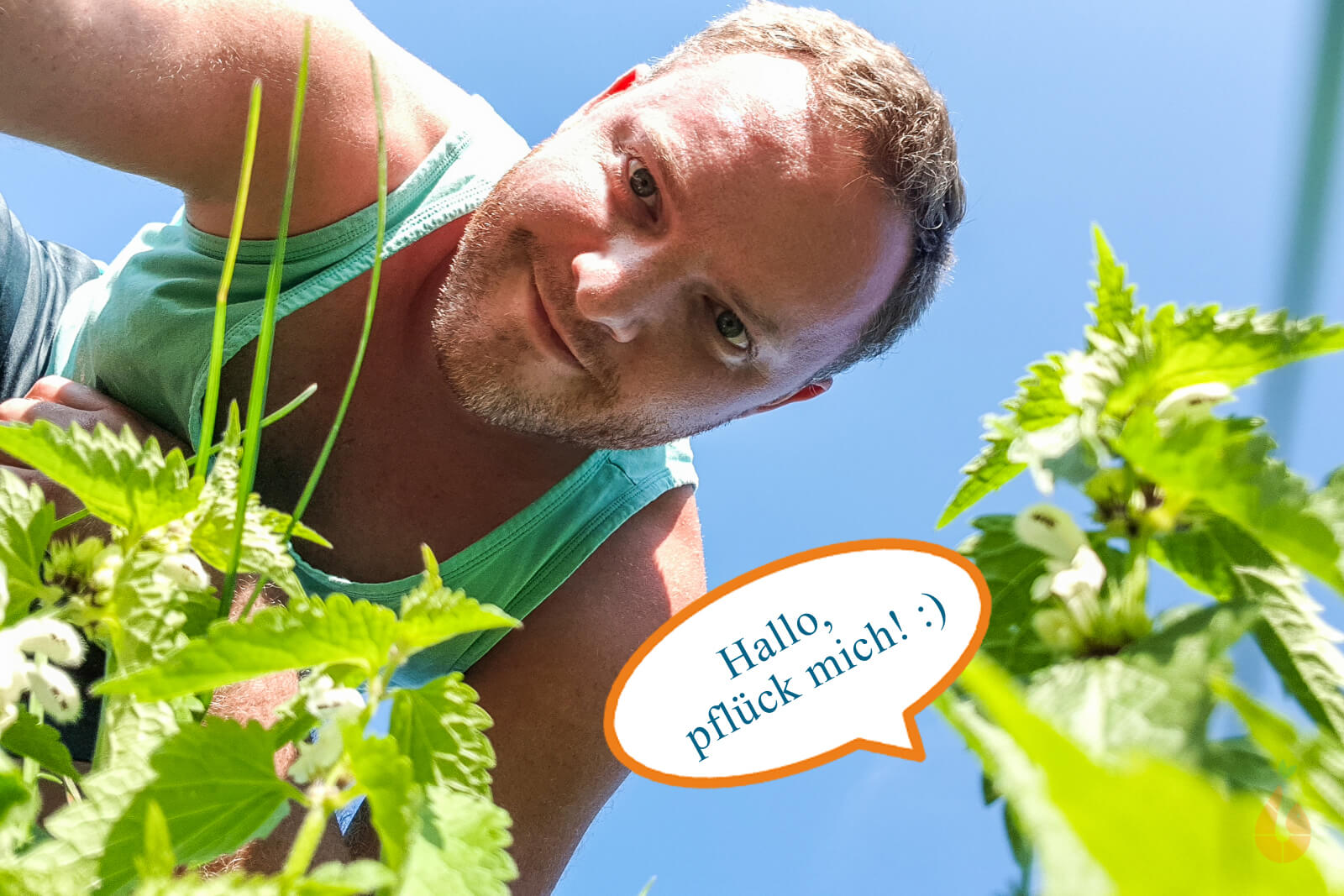 Taubnessel Getrocknet – 500 G, Für Tee & Kräuterkunde