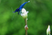 Lade das Bild in den Galerie-Viewer, Mini Posthornschnecke / Tellerschnecke | Mini PHS | Gyraulus chinensis mit einer Blue Dream Garnele
