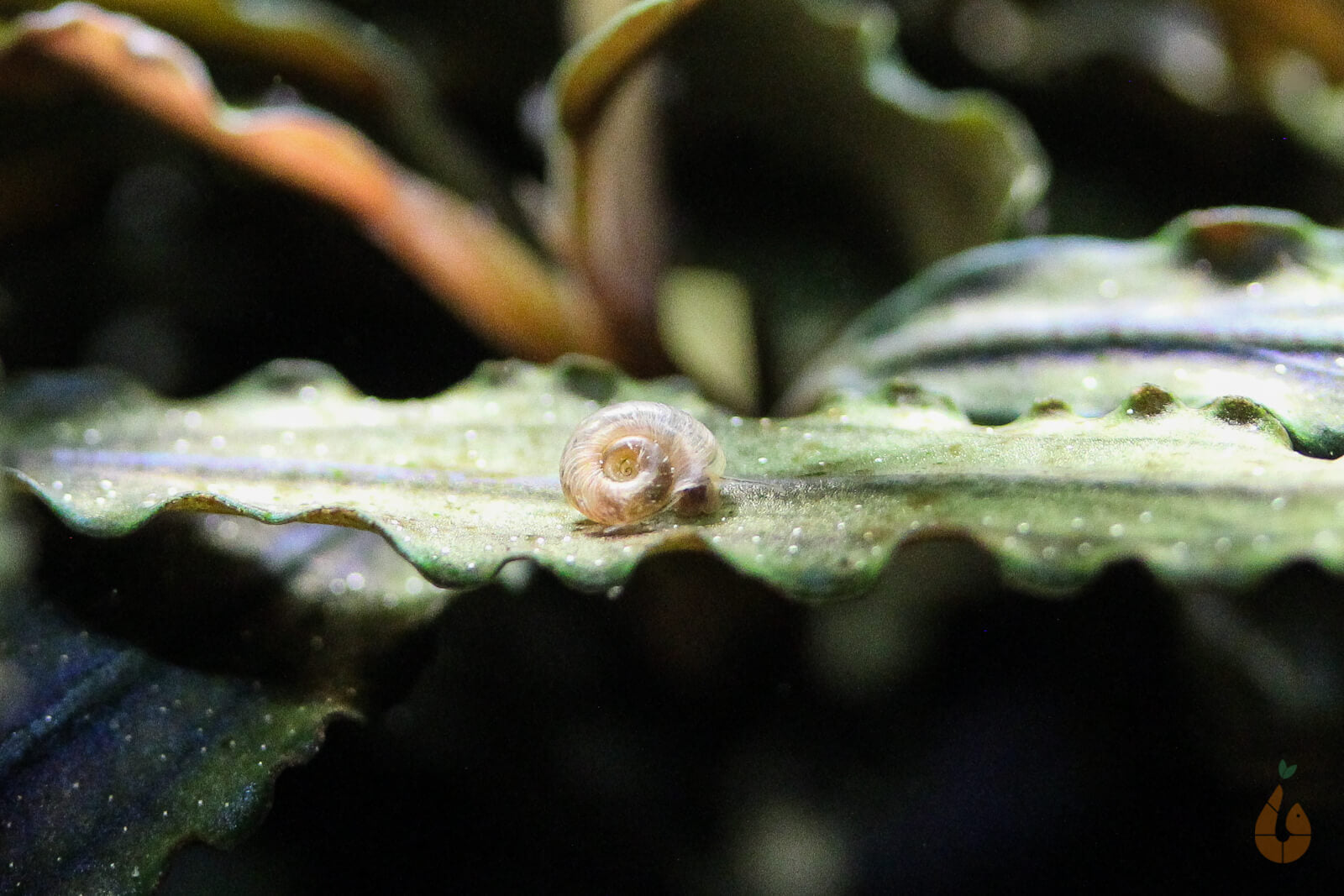 Mini Posthornschnecke / Tellerschnecke | Mini PHS | Gyraulus chinensis