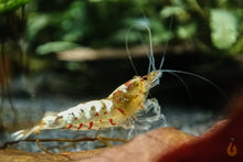 Lade das Bild in den Galerie-Viewer, Tibee Garnelen Party-Mix | Tiger Bienen | Caridina sp. | 10 Stück im Aquarium
