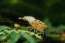 Lade das Bild in den Galerie-Viewer, Tibee Garnelen Party-Mix | Tiger Bienen | Caridina sp. | 10 Stück auf einer Buce
