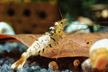 Lade das Bild in den Galerie-Viewer, Tibee Garnelen Party-Mix | Tiger Bienen | Caridina sp. | 10 Stück auf einem Blatt
