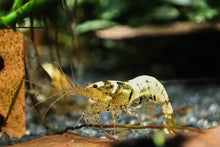 Lade das Bild in den Galerie-Viewer, Tibee Garnelen Party-Mix | Tiger Bienen | Caridina sp. | 10 Stück
