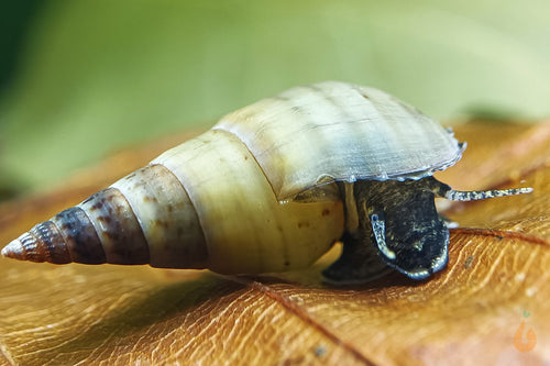 Venezolanische Turmdeckelschnecke | TDS | Melanoides sp. - Rarität im Aquarium