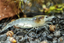 Lade das Bild in den Galerie-Viewer, White Pearl Garnele / Weißperlengarnele | Neocaridina palmata &quot;White Pearl&quot; ein tragendes Weibchen mit Eier
