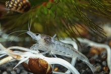 Lade das Bild in den Galerie-Viewer, White Pearl Garnele / Weißperlengarnele | Neocaridina palmata &quot;White Pearl&quot; im Aquascaping Aquarium

