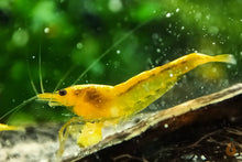 Lade das Bild in den Galerie-Viewer, Yellow Fire Garnele | Gelbe Garnele | Neocaridina davidi &quot;Yellow &quot;
