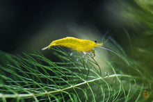 Lade das Bild in den Galerie-Viewer, Yellow Fire Garnele | Gelbe Garnele | Neocaridina davidi &quot;Yellow &quot;
