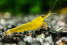 Lade das Bild in den Galerie-Viewer, Yellow Fire Garnele | Gelbe Garnele | Neocaridina davidi &quot;Yellow &quot;
