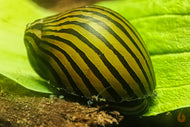 Zebra Rennschnecke / Napfschnecke  | Vittina / Neritina turrita