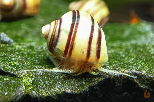 Gestreifte Zebra Apfelschnecke | Asolene spixi
