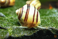 Gestreifte Zebra Apfelschnecke | Asolene spixi
