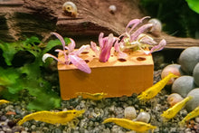 Lade das Bild in den Galerie-Viewer, Hygrophila lancea &#39;Chai&#39; | In Vitro Aquariumpflanze aufgebunden auf Garnelen mini Backstein im Aquarium
