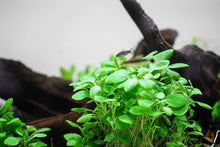 Lade das Bild in den Galerie-Viewer, Zwerg Kardinalslobelie | Lobelia cardinalis &quot;Mini&quot; | In Vitro Aquariumpflanze im Aquarium
