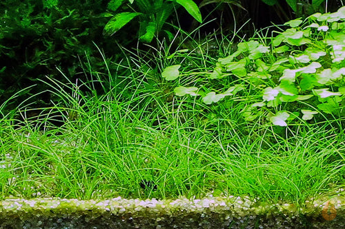 Zwerg Nadelsimse | Eleocharis | In Vitro Aquariumpflanze im Aquarium