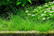 Zwerg Nadelsimse | Eleocharis | In Vitro Aquariumpflanze im Aquarium