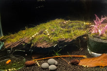Lade das Bild in den Galerie-Viewer, Driftwood Wurzel mit Moos aufgebunden im Aquarium
