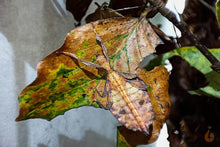 Lade das Bild in den Galerie-Viewer, Wandelendes Blatt Galela
