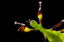 Lade das Bild in den Galerie-Viewer, Wandelendes Blatt Galela
