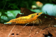Orange Sakura Garnele | Neocaridina davidi auf einem Blatt im Aquarium